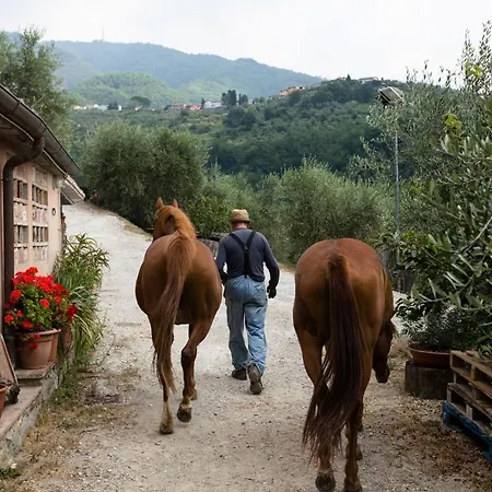 La Macina And Olive Oil Estate 别墅 *